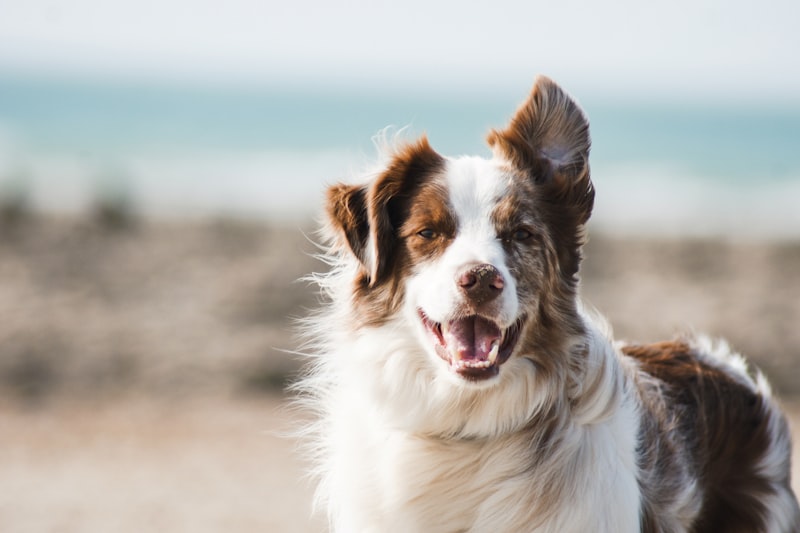 Hundetræning