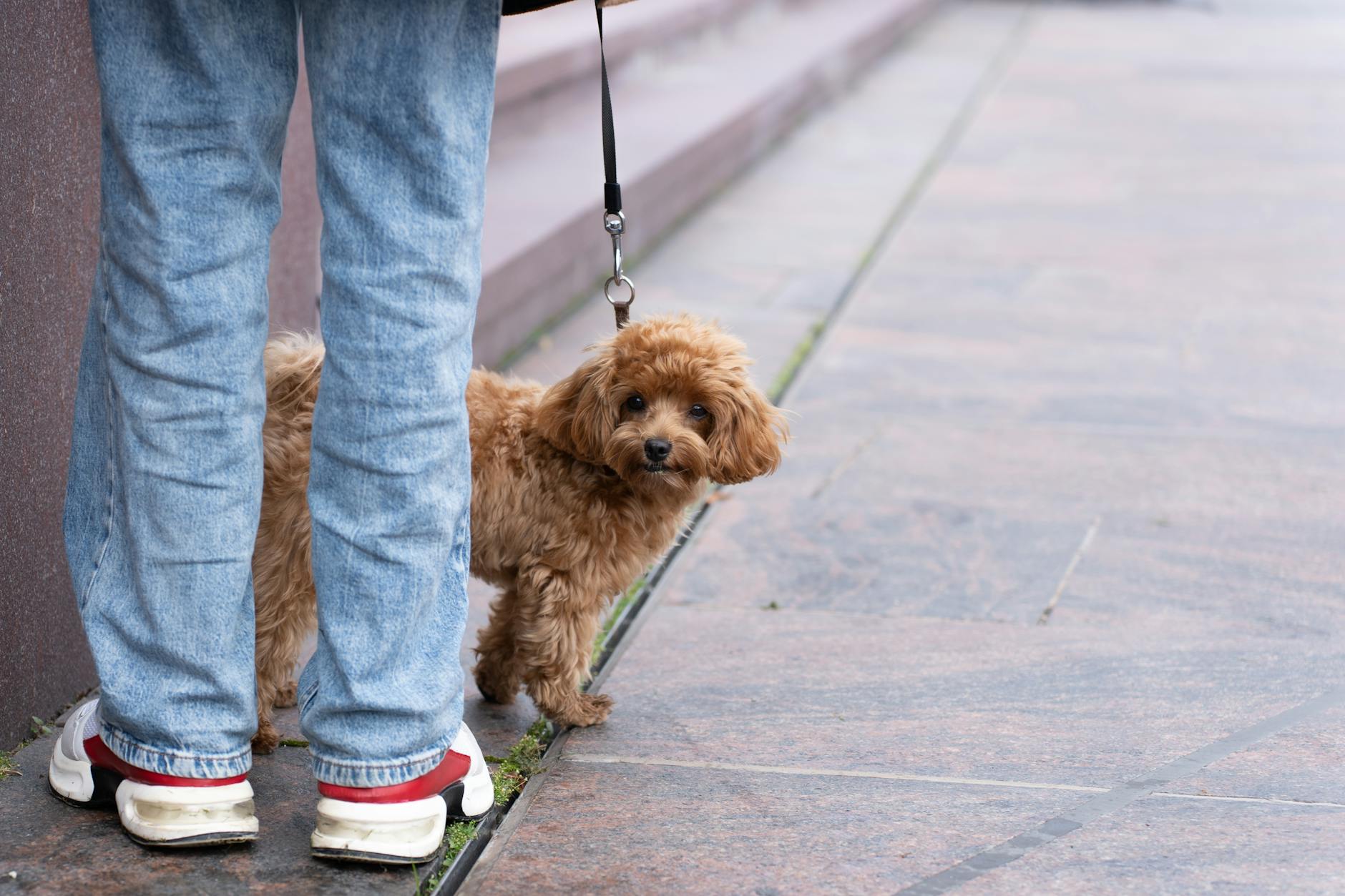 dog Fodring af seniorhunde – sådan tilpasser du kosten til den ældre hund.