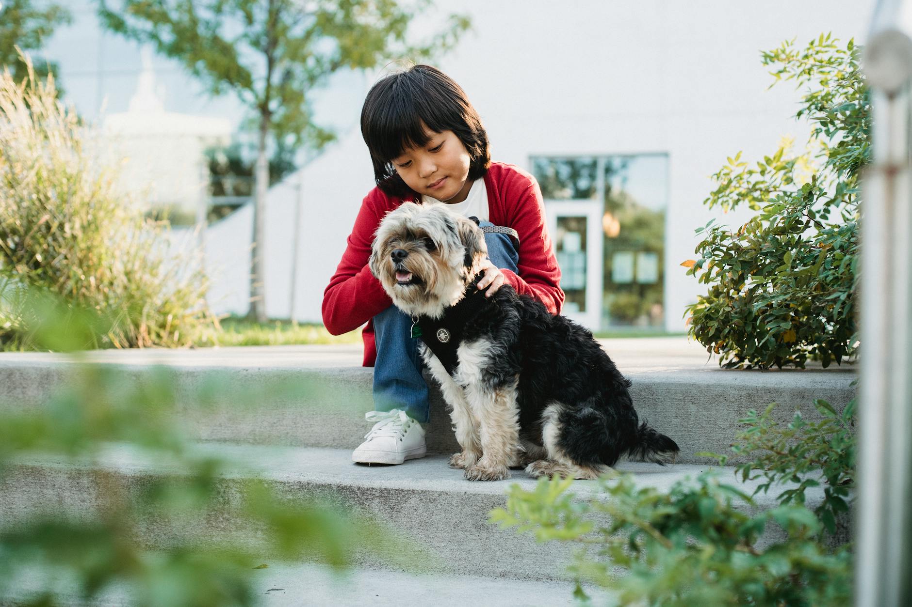dog **Puppy experiences, building confidence.**
